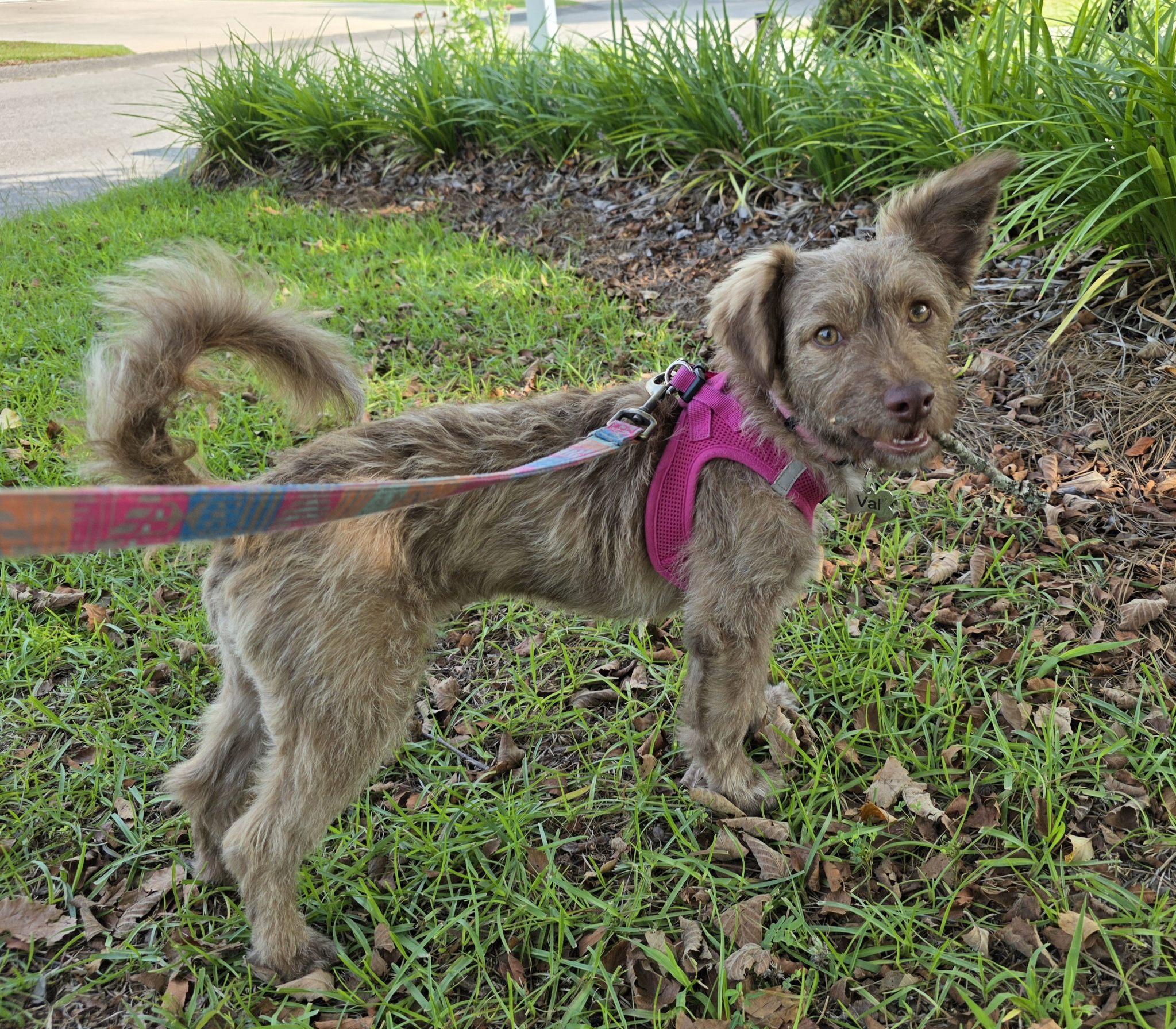 Enlarge Val, an adopted mixed breed in Burgaw, NC image 4/5