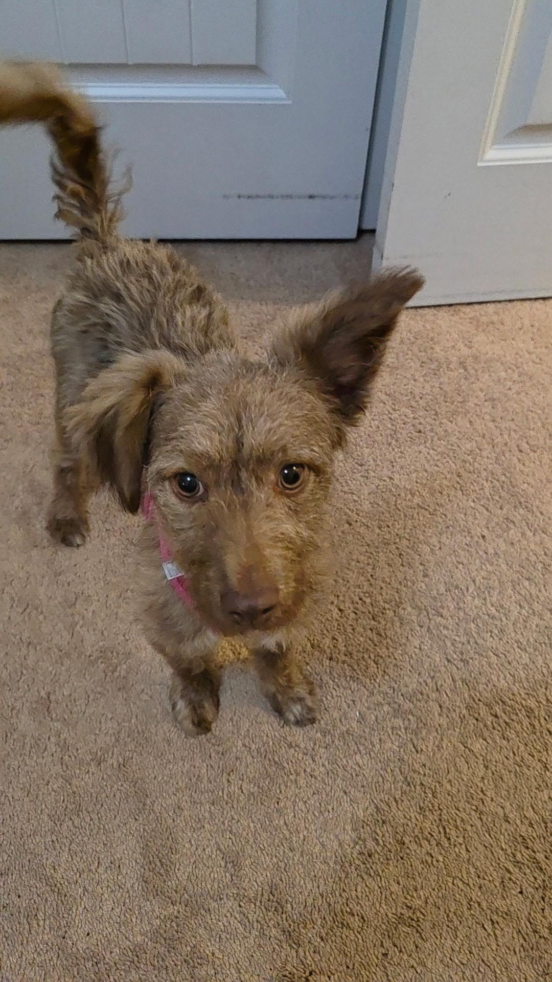 Enlarge Val, an adopted mixed breed in Burgaw, NC image 5/5