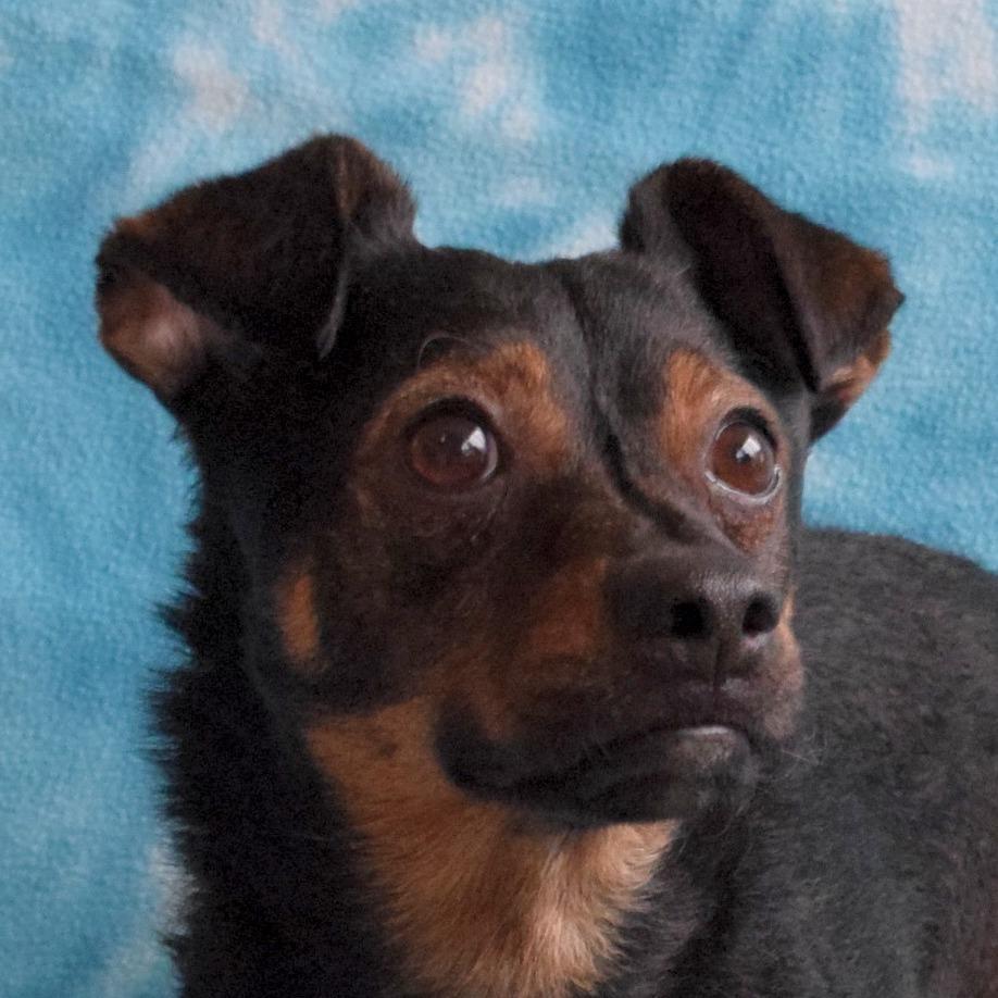 Arlo, Adoptable, Adult Male Chihuahua.