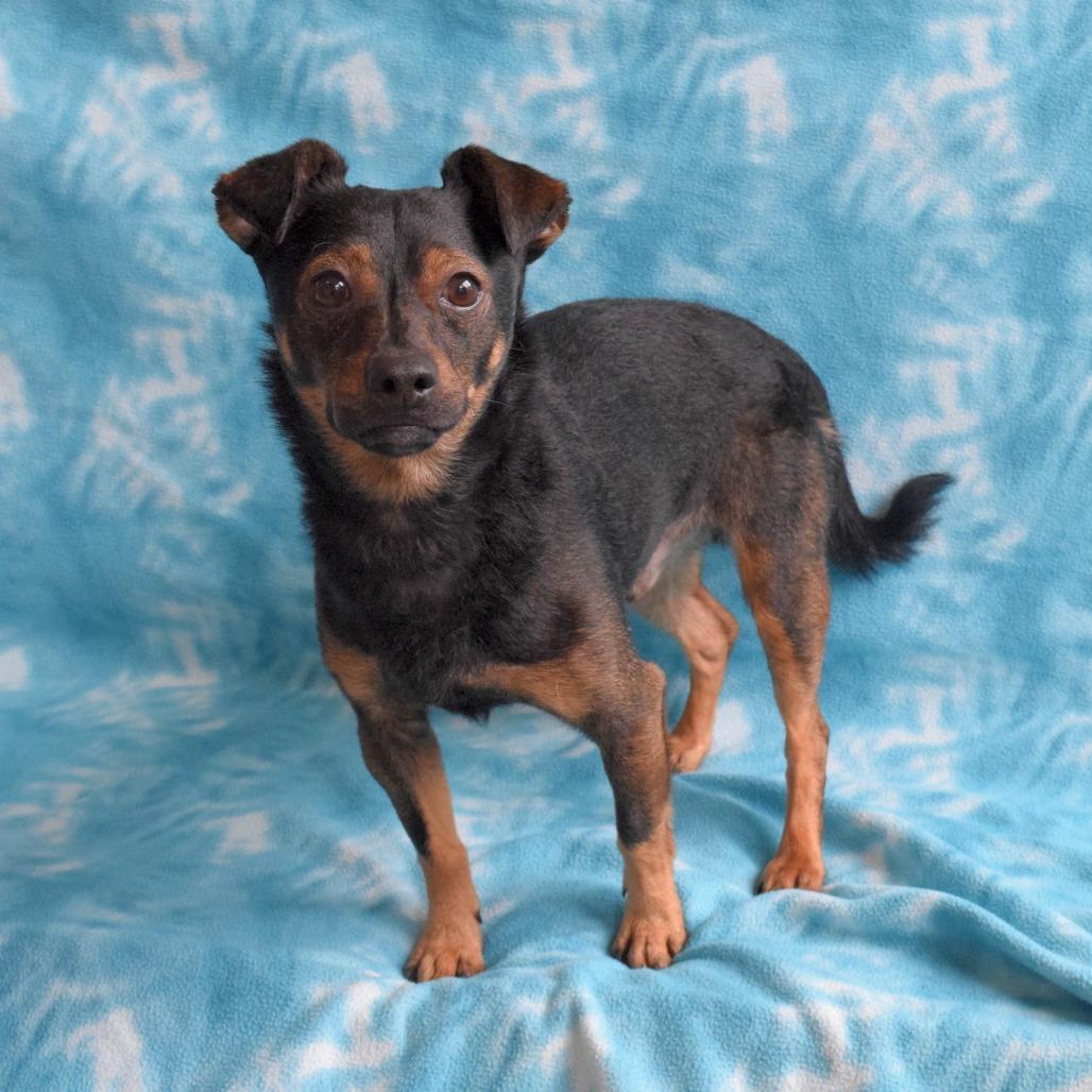 Enlarge Arlo, a Adoptable Chihuahua in Eureka, CA image 4/4