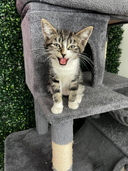Enlarge Shadow, a ADOPTABLE American Shorthair in Santa Monica, CA image 2/5