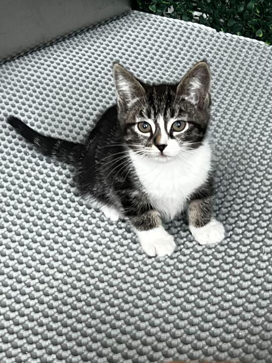 Enlarge Shadow, a ADOPTABLE American Shorthair in Santa Monica, CA image 3/5