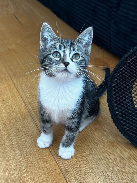 Enlarge Shadow, a ADOPTABLE American Shorthair in Santa Monica, CA image 1/5