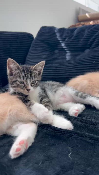 Enlarge Shadow, a ADOPTABLE American Shorthair in Santa Monica, CA video 5/5