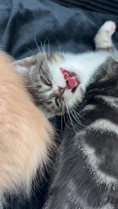 Enlarge Shadow, a ADOPTABLE American Shorthair in Santa Monica, CA video 4/5