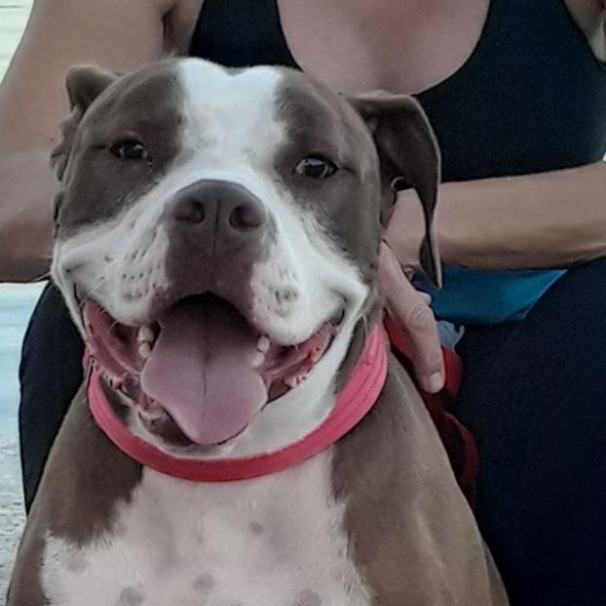 Stevie, Adopted, Adult Male American Bulldog & American Staffordshire Terrier.