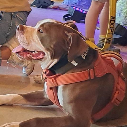 Enlarge Stevie, a Adopted mixed breed in Miami, FL image 3/6