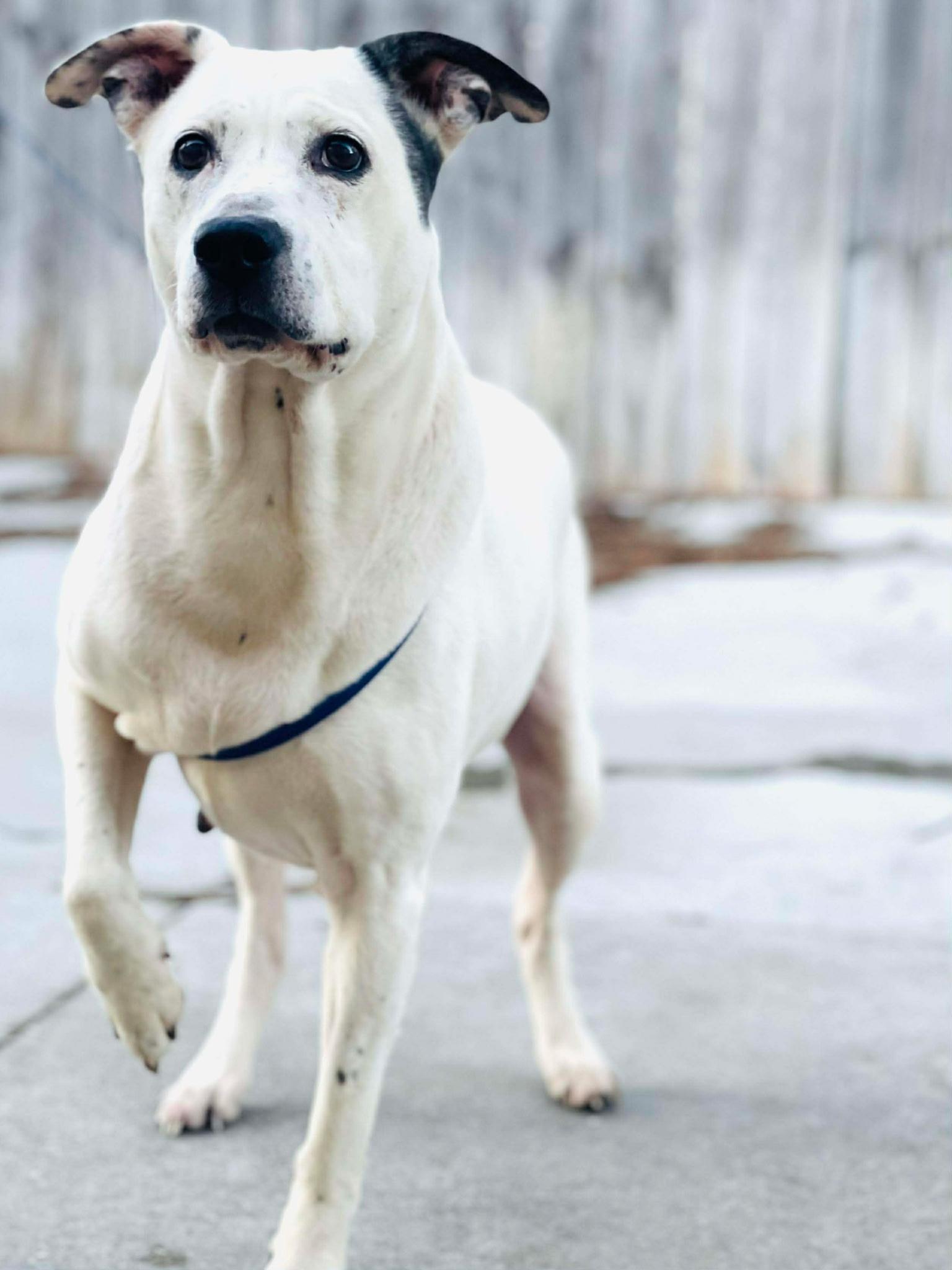 Enlarge Pinky, a Adoptable mixed breed in Naperville, IL image 2/4