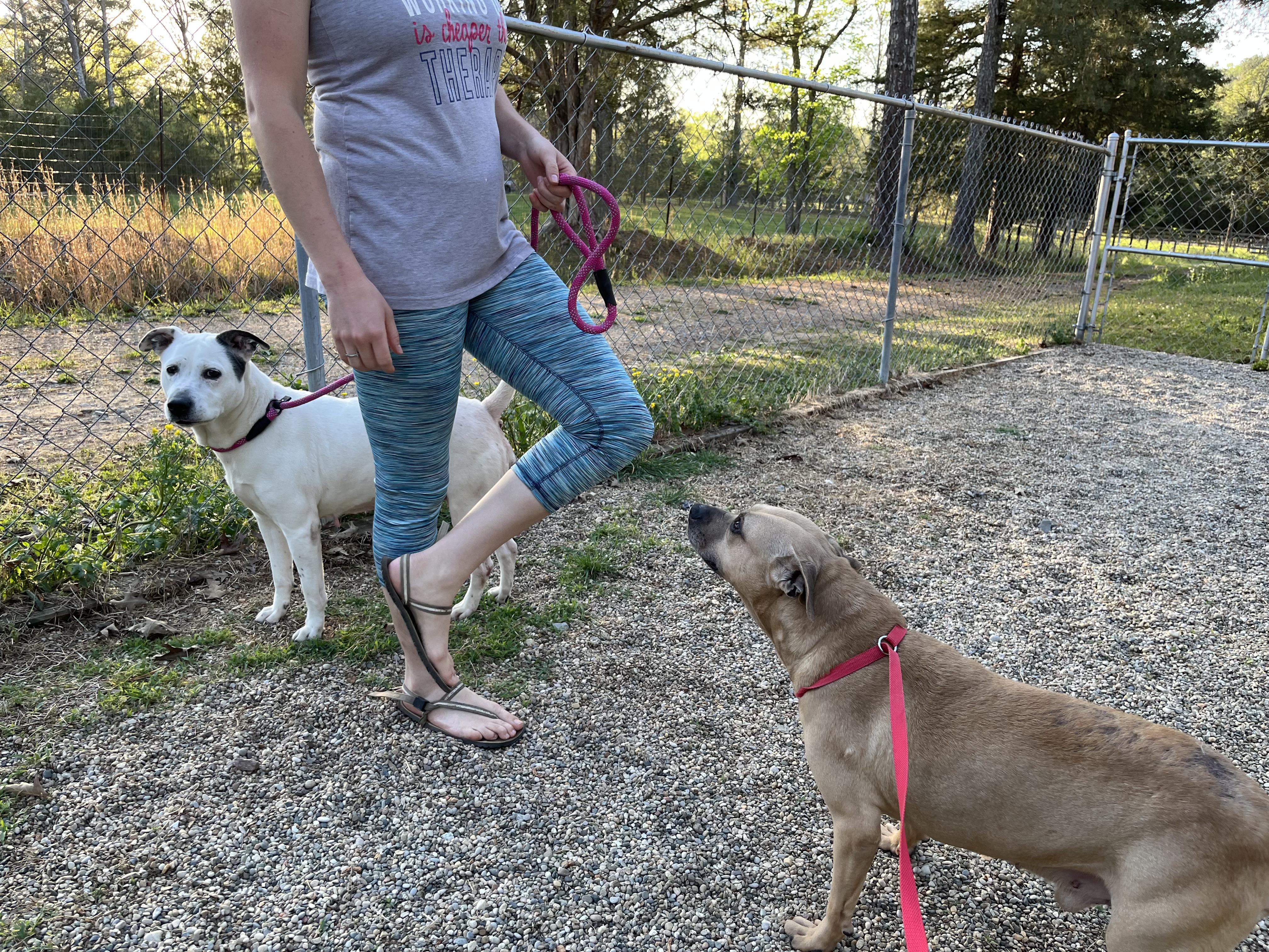 Enlarge Pinky, a Adoptable mixed breed in Naperville, IL image 4/4