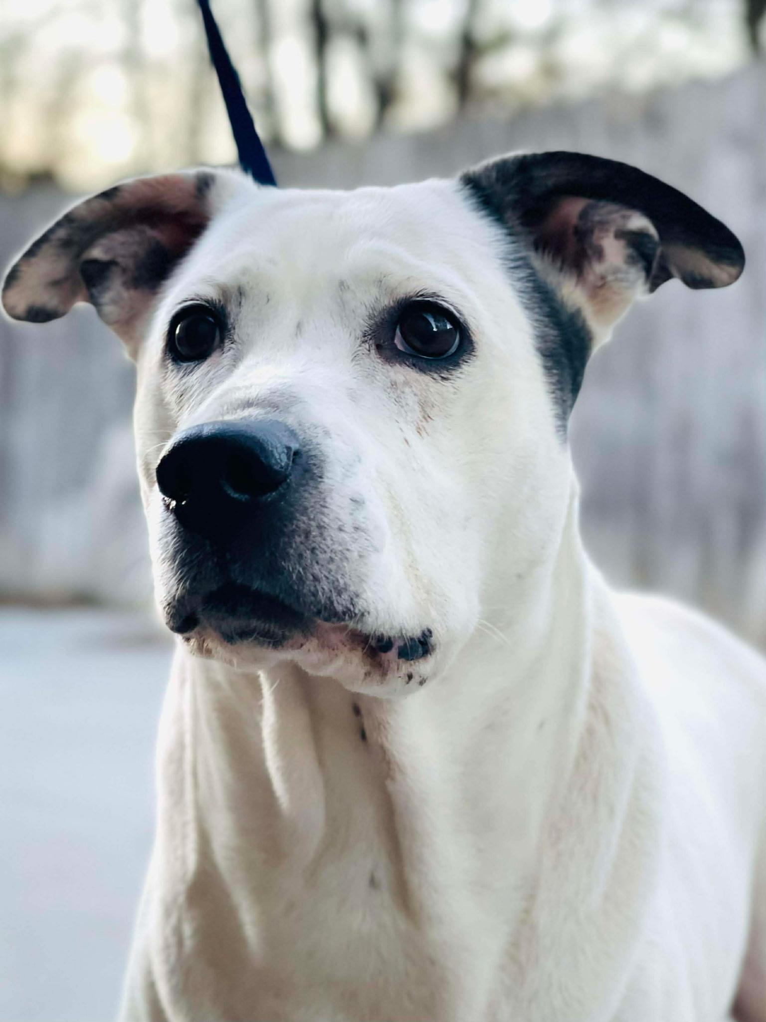 Pinky, Adoptable, Adult Female Cattle Dog & Labrador Retriever.