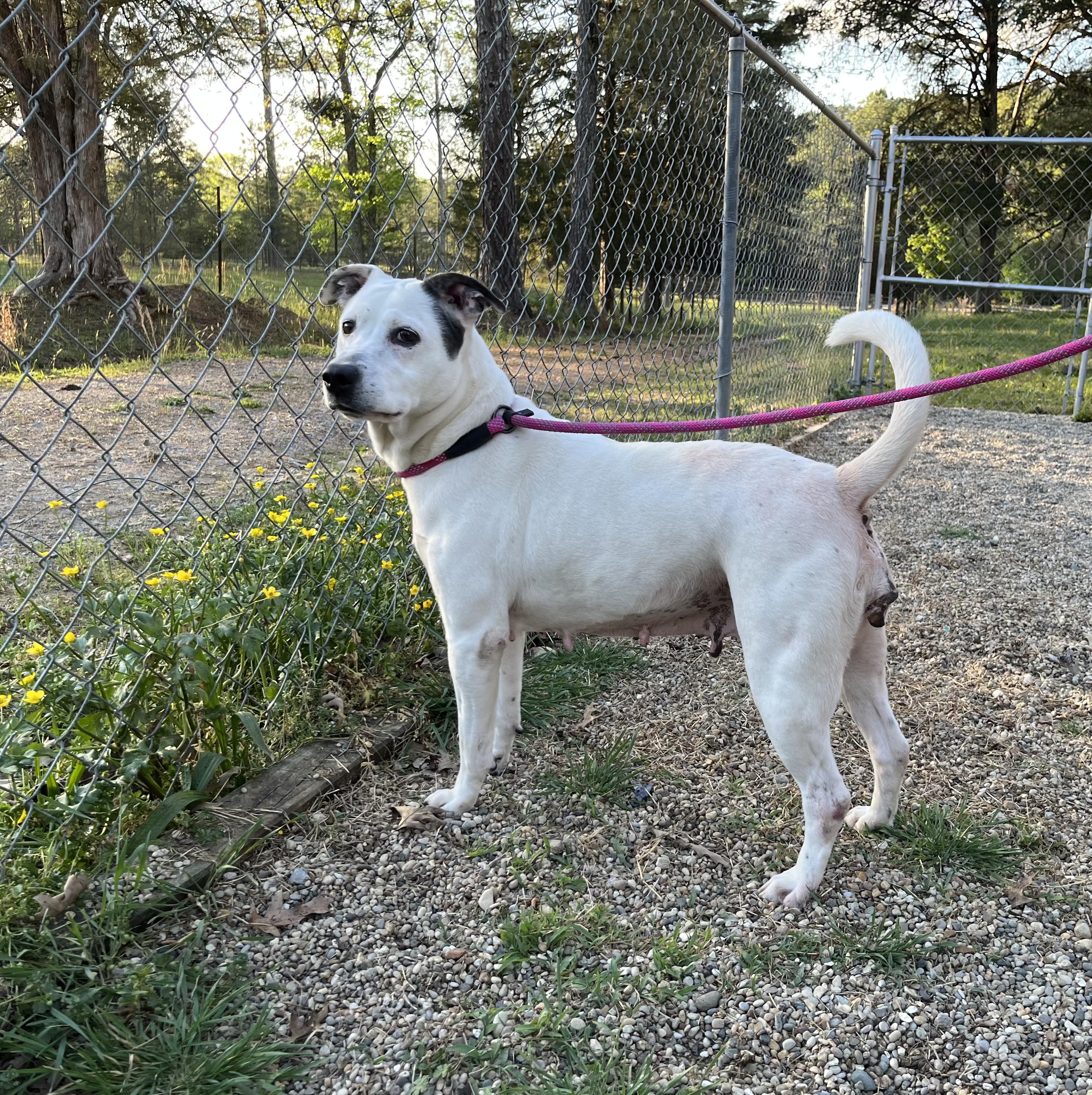 Enlarge Pinky, a Adoptable mixed breed in Naperville, IL image 3/4