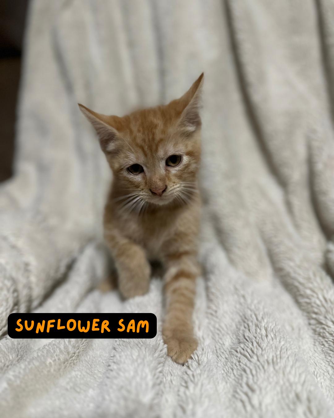 Sunflower Sam, Baby Male Domestic Short Hair