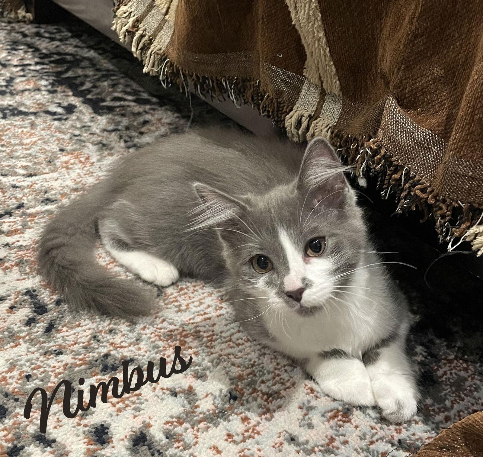 Enlarge Nimbus & Stratus #bonded-brothers, a Adopted mixed breed in Houston, TX image 3/3