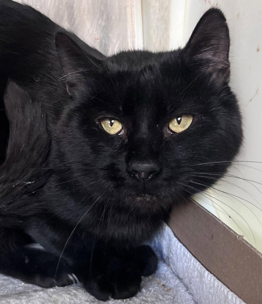 Dexter, a Adoptable Domestic Short Hair in Carrollton, GA image 1/3