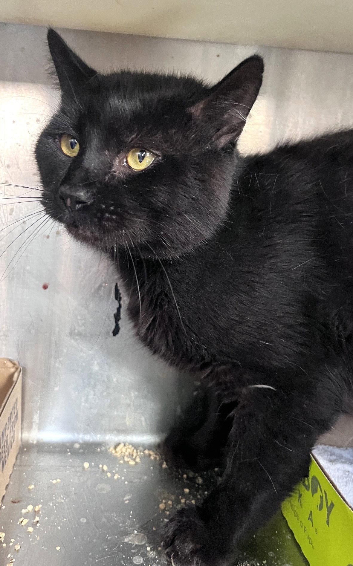 Dexter, a Adoptable Domestic Short Hair in Carrollton, GA image 2/3