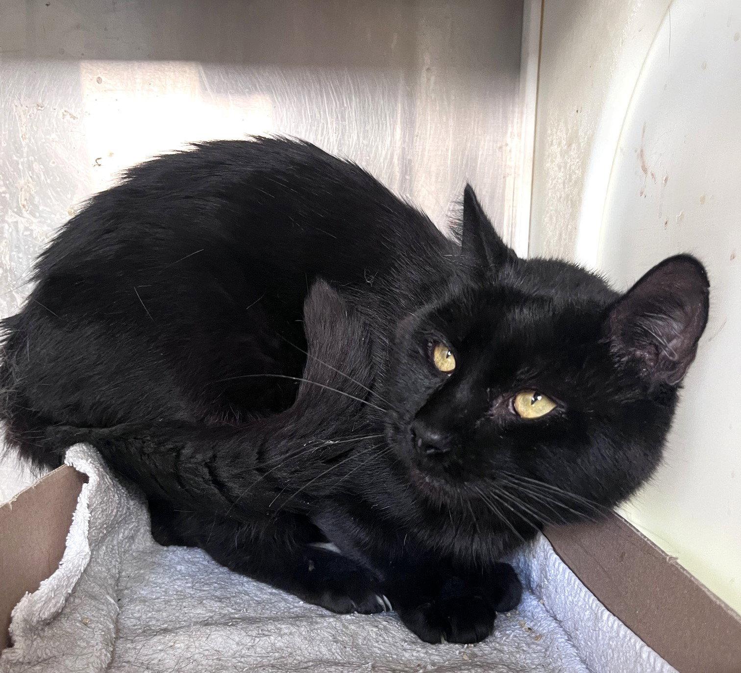 Dexter, a Adoptable Domestic Short Hair in Carrollton, GA image 3/3