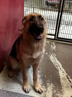 Koichi, a Adoptable mixed breed in Madera, CA image 2/3