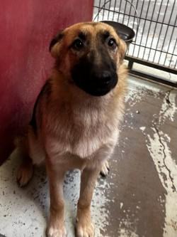 Koichi, a Adoptable mixed breed in Madera, CA image 3/3