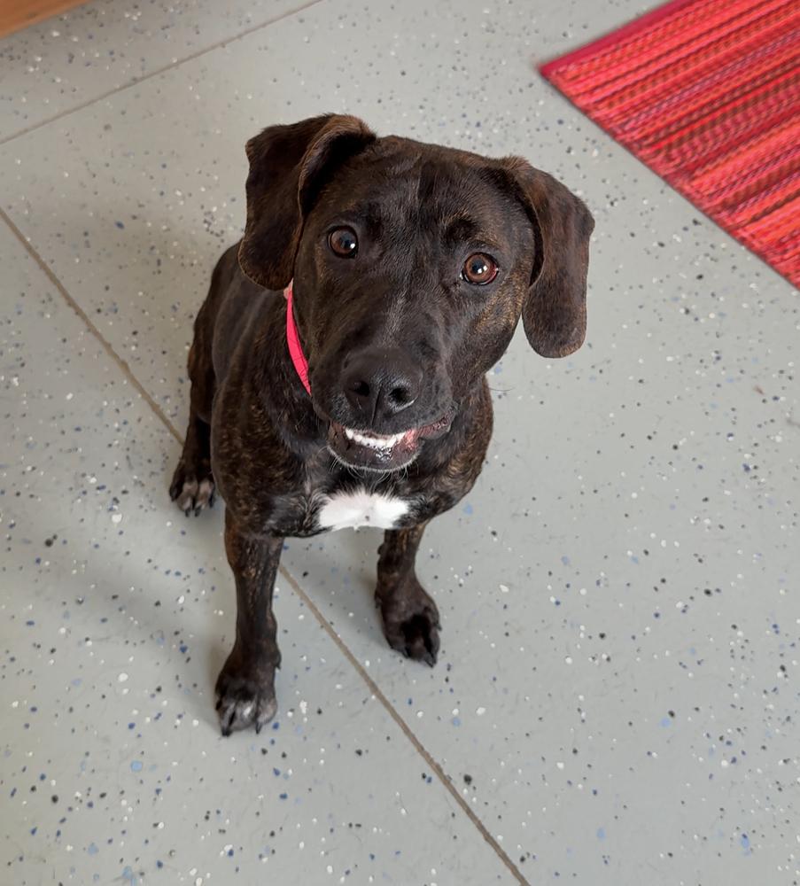 RUBY, a Adoptable mixed breed in Rochester, IN image 1/6