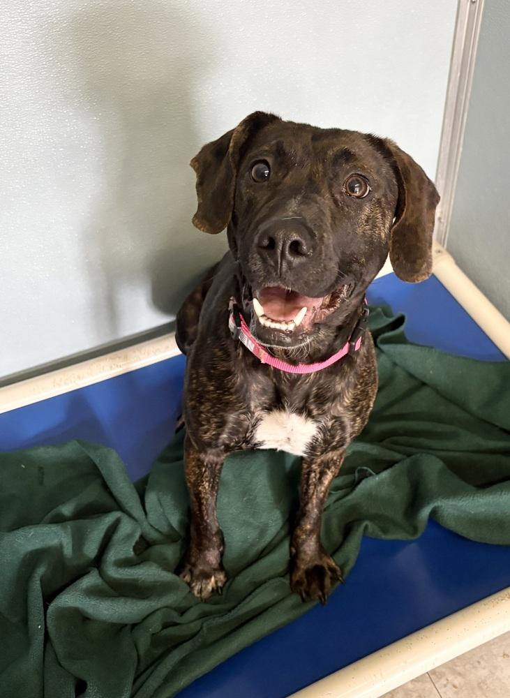 RUBY, a Adoptable mixed breed in Rochester, IN image 3/6