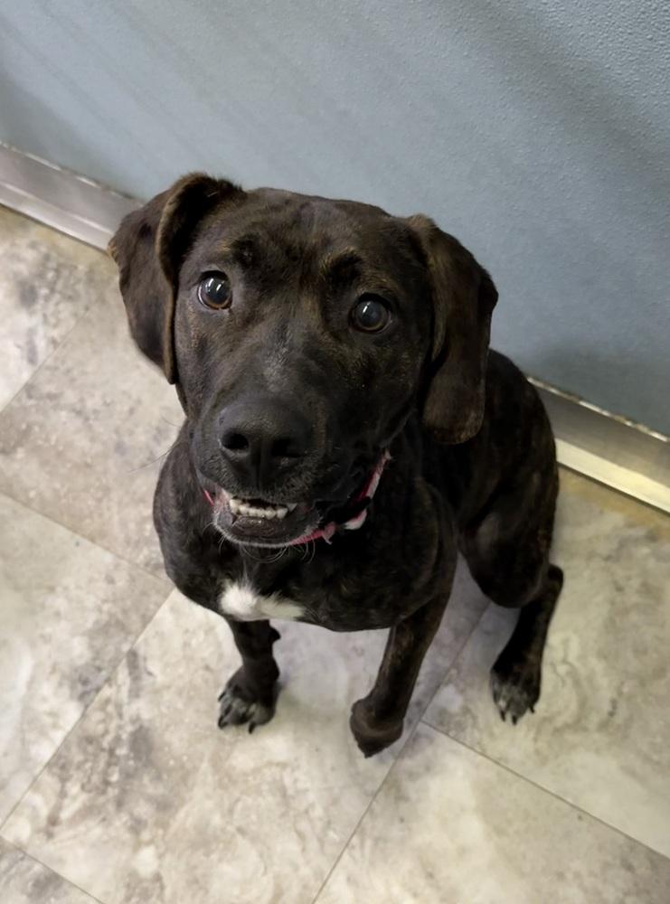 RUBY, a Adoptable mixed breed in Rochester, IN image 5/6