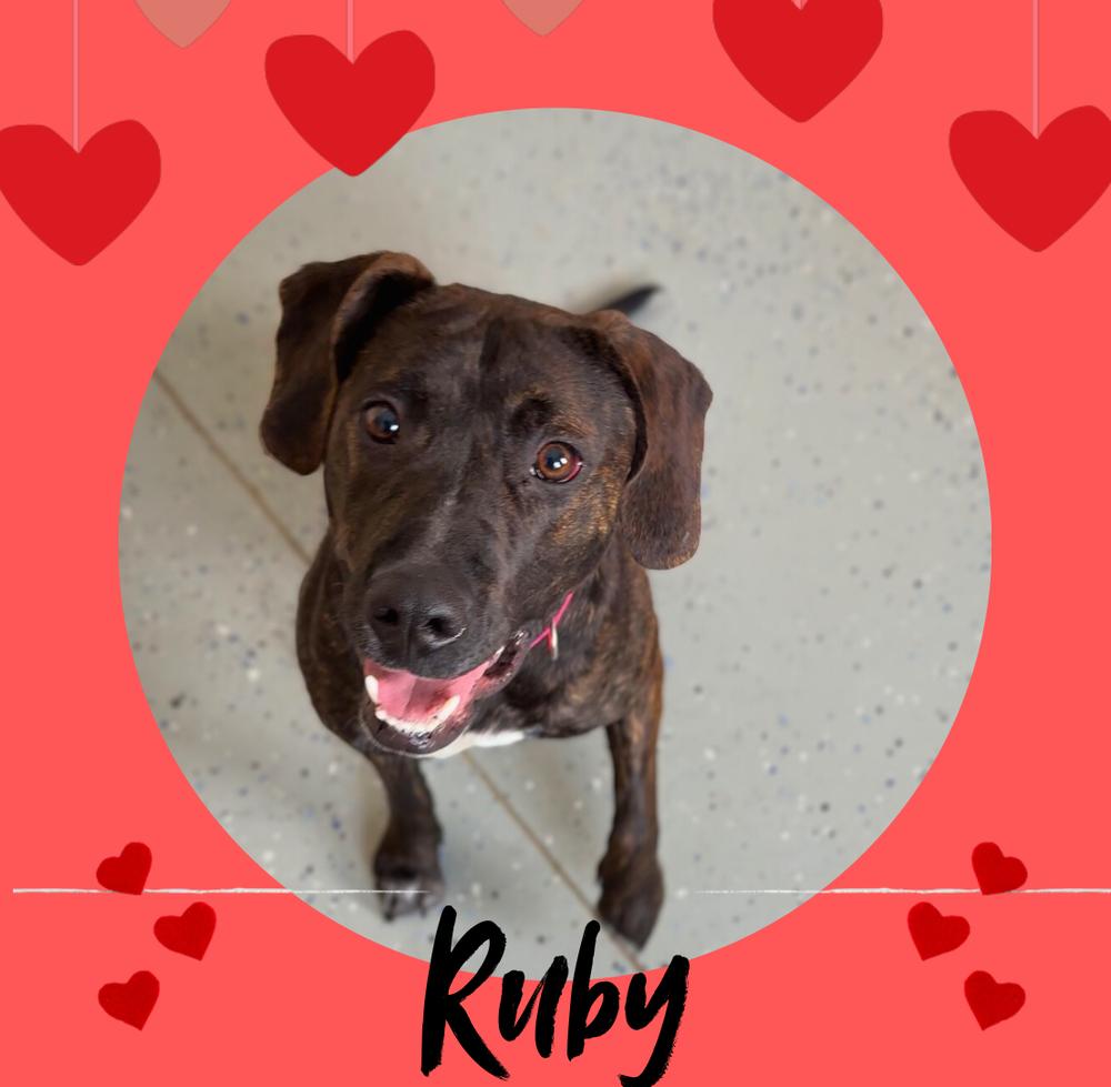 RUBY, a Adoptable mixed breed in Rochester, IN image 6/6
