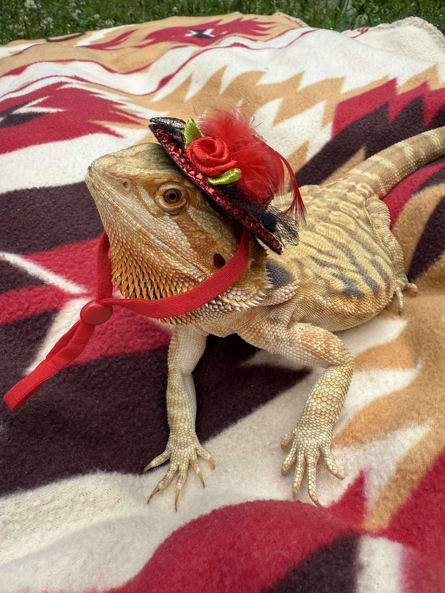 Enlarge Sardonyx, a Adoptable Bearded Dragon in Indian Trail, NC image 1/1