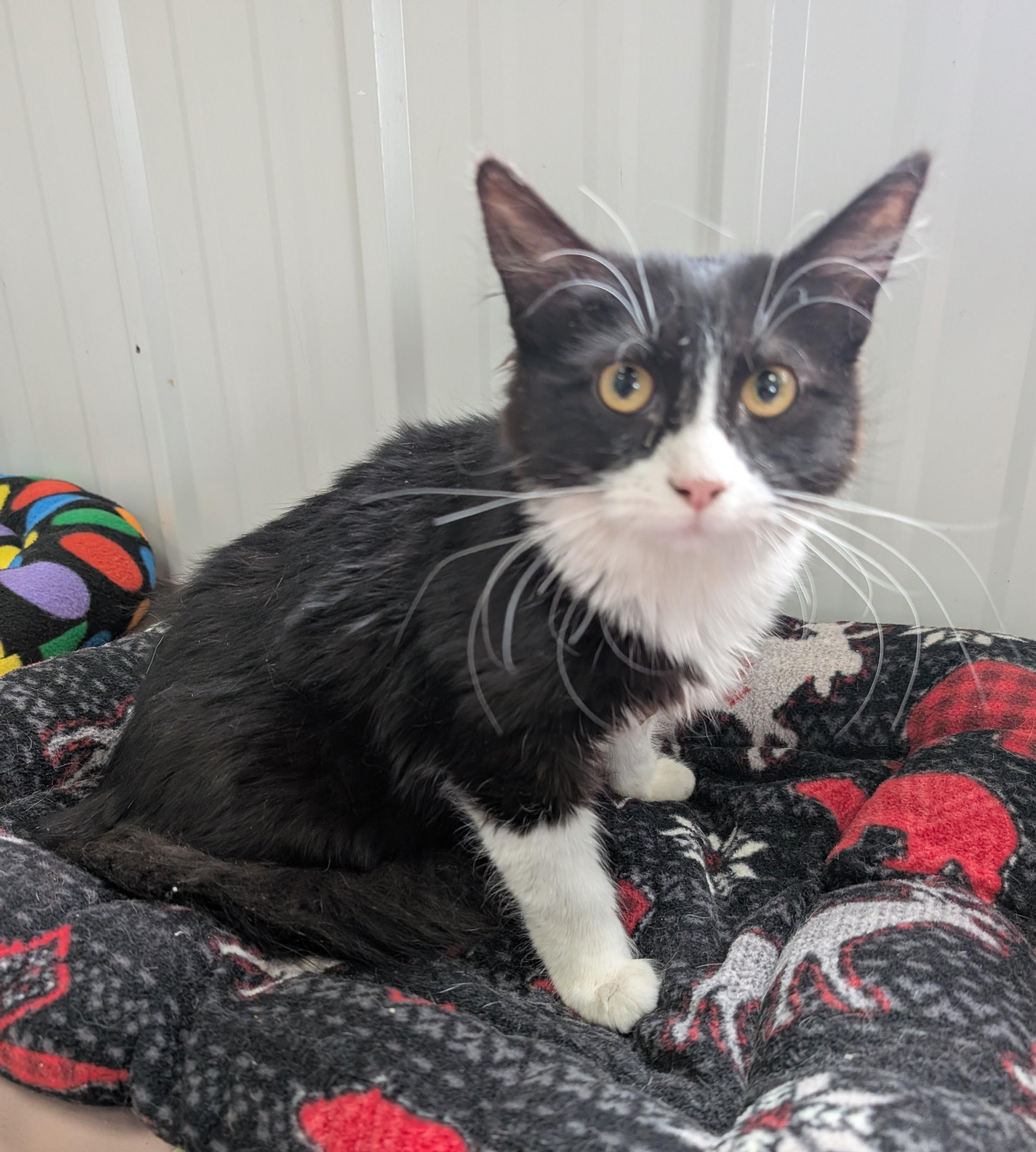 Enlarge Eula, an adopted Domestic Short Hair in New Ulm, MN image 1/2