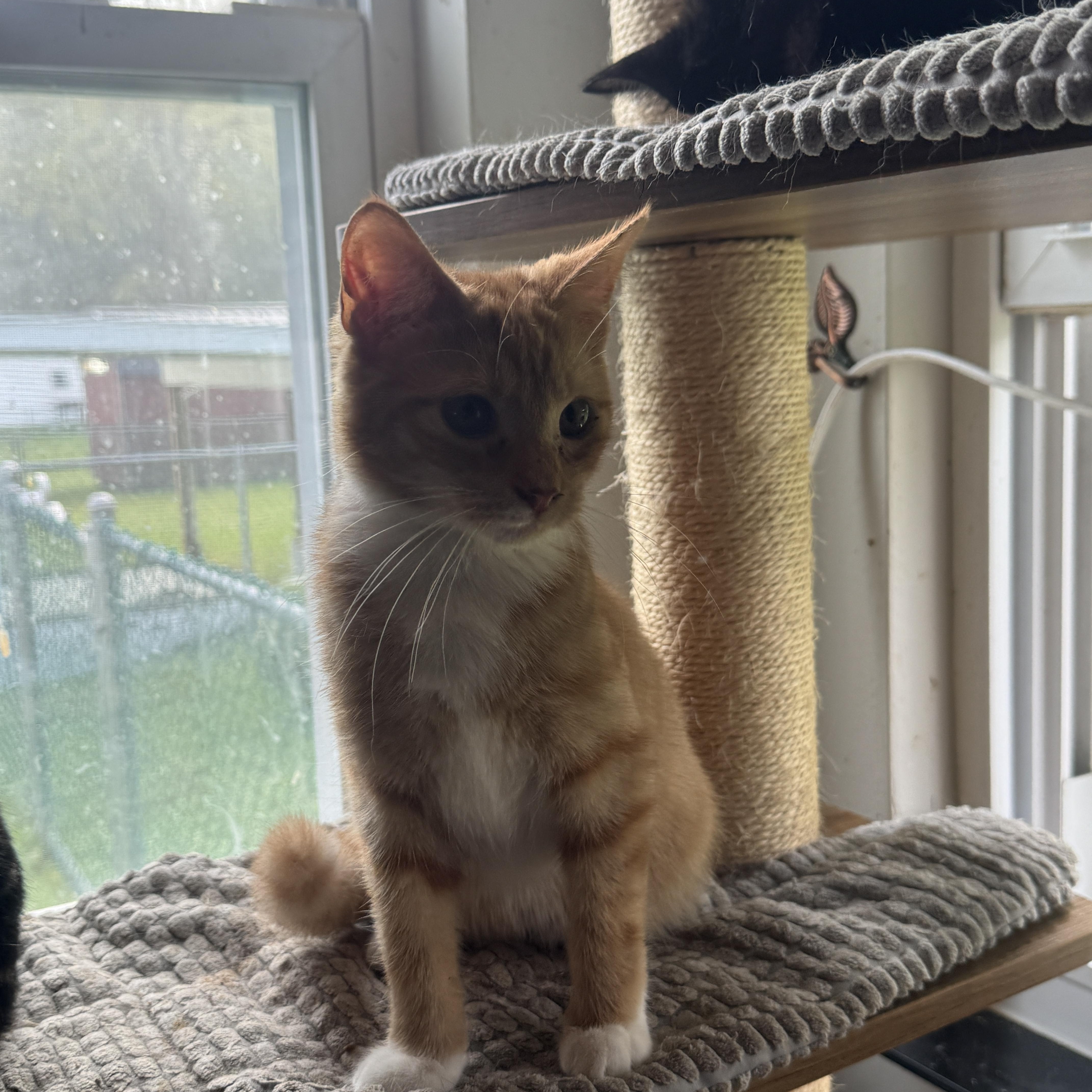 Enlarge Chicken Nugget, a Adoptable American Shorthair in Massillon, OH image 3/4