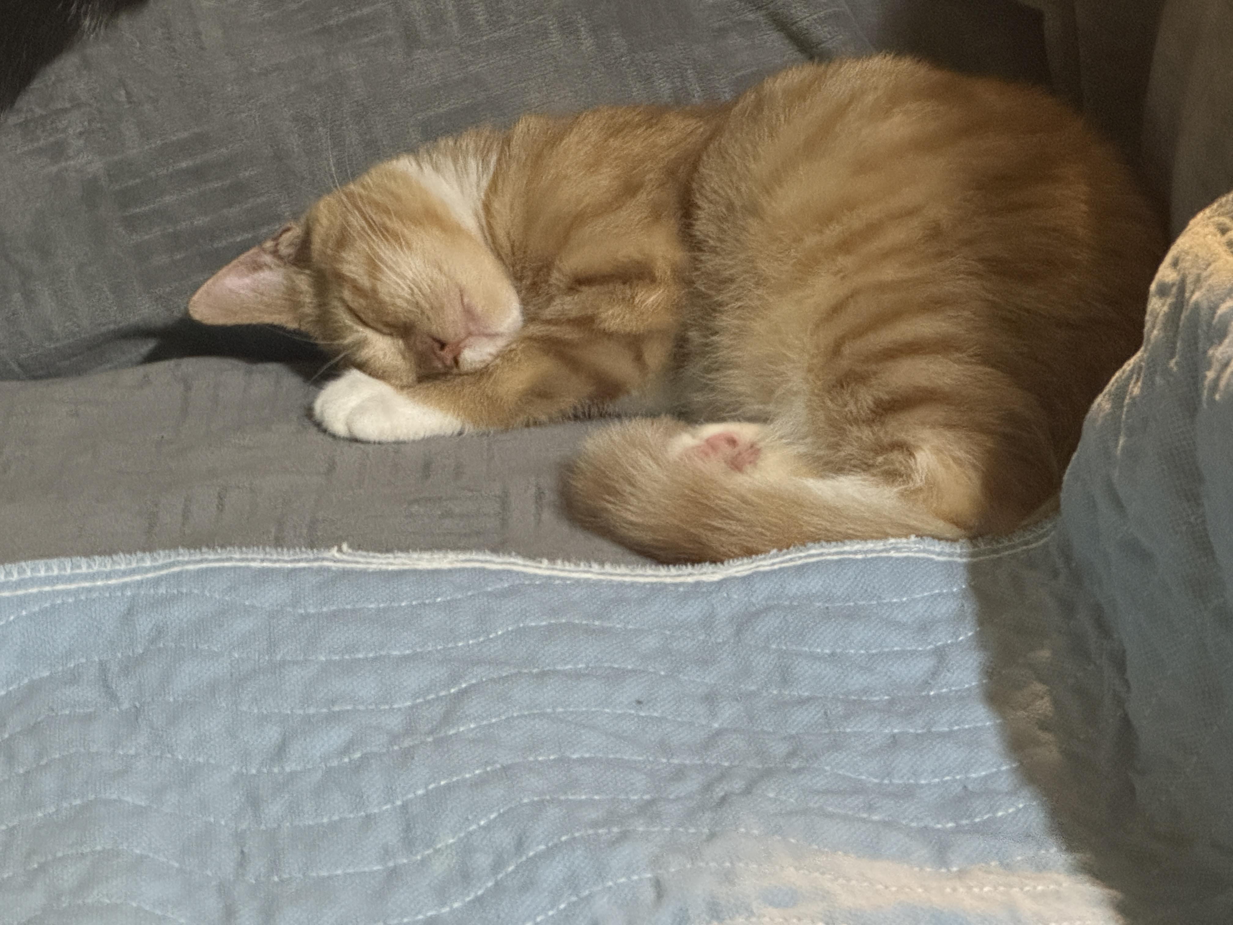 Enlarge Chicken Nugget, a Adoptable American Shorthair in Massillon, OH image 2/4