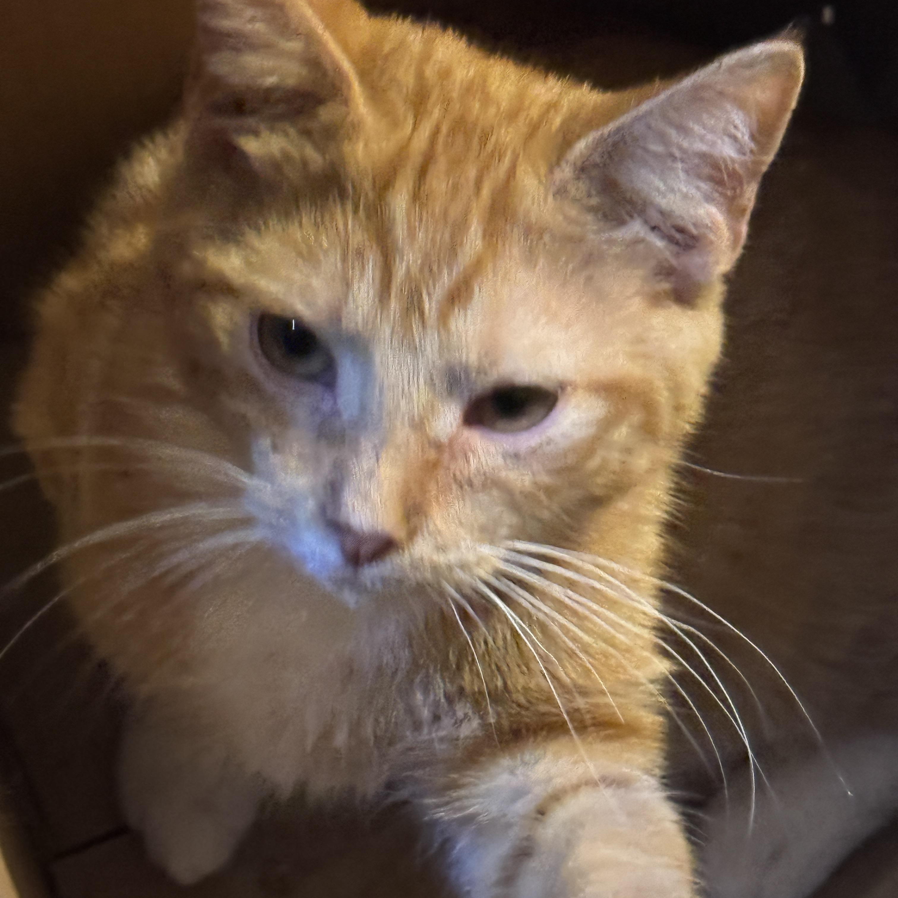 Enlarge Chicken Nugget, a Adoptable American Shorthair in Massillon, OH image 4/4