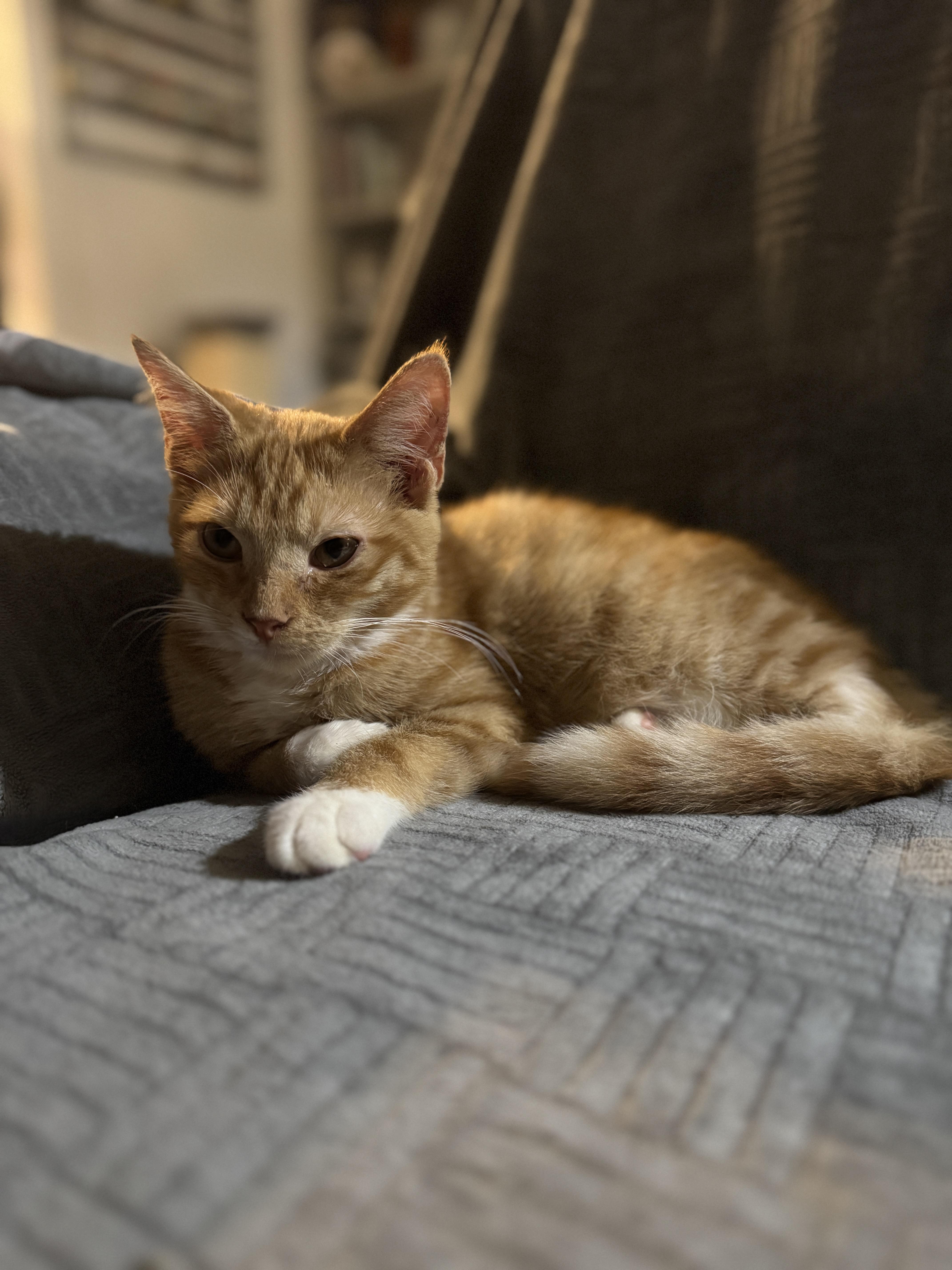 Chicken Nugget, Adoptable, Kitten Male American Shorthair.
