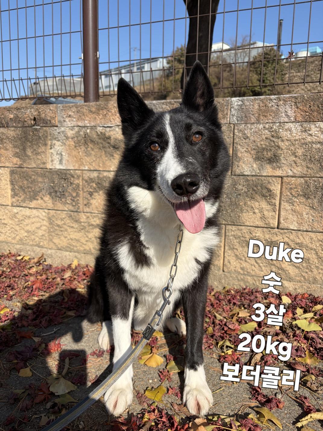 DUKE, ADOPTABLE, Young Male Border Collie.