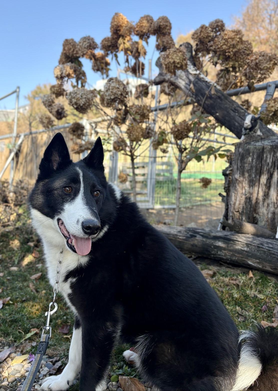 Enlarge DUKE, a ADOPTABLE Border Collie in Duluth, GA image 2/5