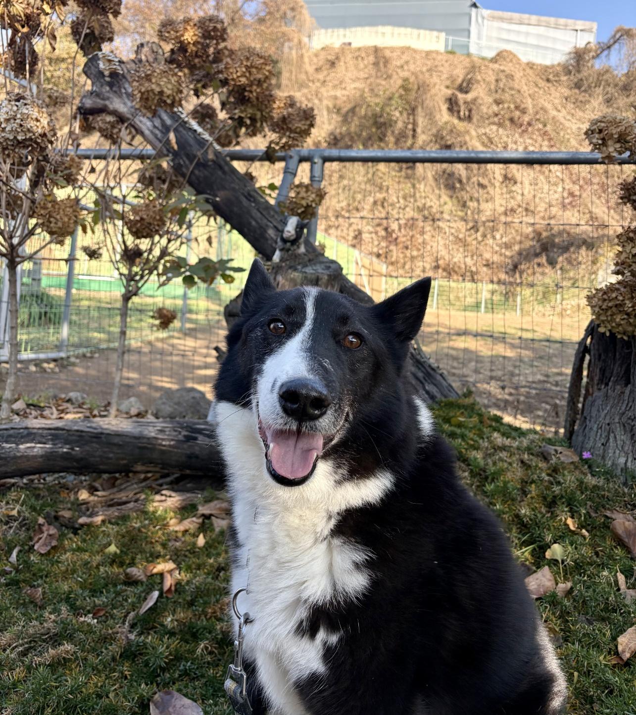 Enlarge DUKE, a ADOPTABLE Border Collie in Duluth, GA image 3/5