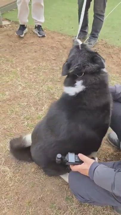 Enlarge DUKE, a ADOPTABLE Border Collie in Duluth, GA video 5/5