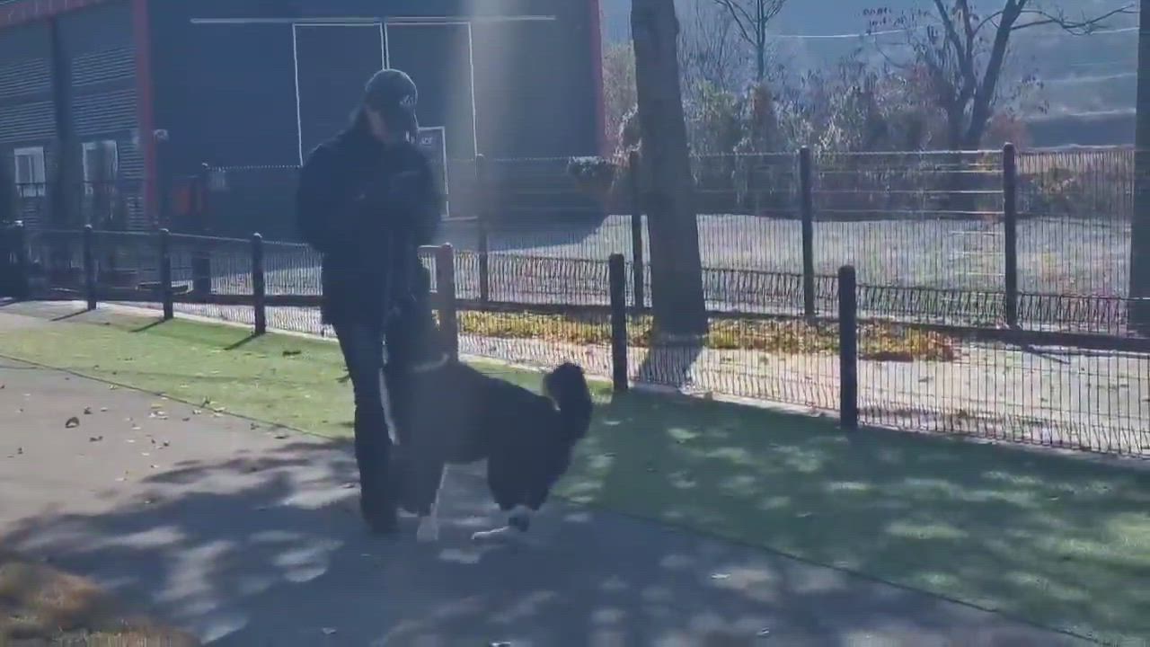 Enlarge DUKE, a ADOPTABLE Border Collie in Duluth, GA video 4/5