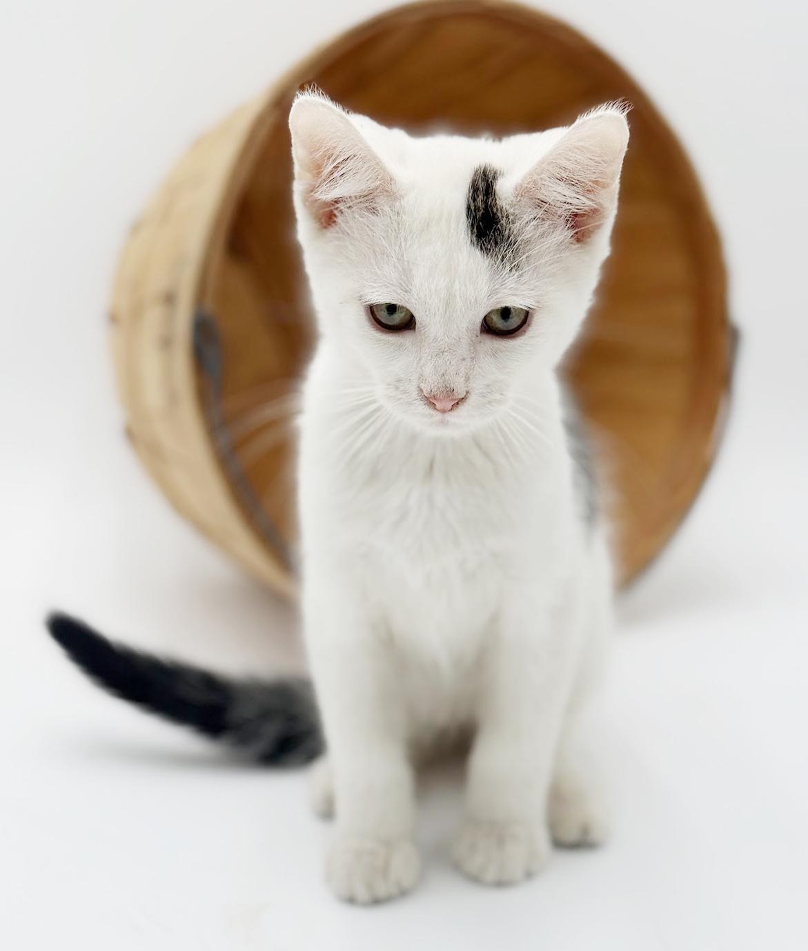 Enlarge Pongo is positively kitten purrfection!  Bonded to Polka!!, a Adoptable Turkish Van in Bedford Hills, NY image 6/6