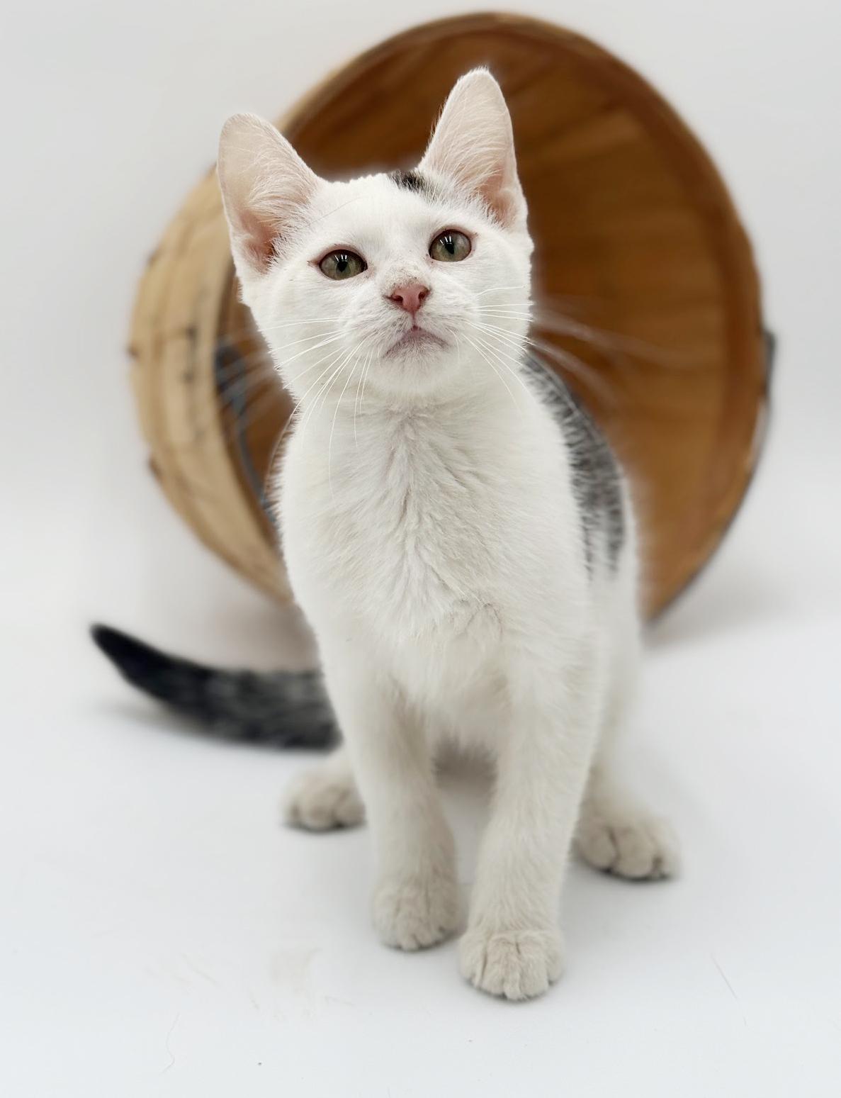 Enlarge Pongo is positively kitten purrfection!  Bonded to Polka!!, a Adoptable Turkish Van in Bedford Hills, NY image 2/6