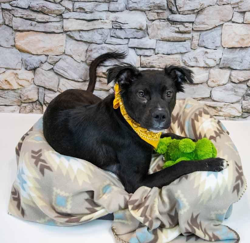 Enlarge Holly Hobby, a ADOPTABLE mixed breed in Kennesaw, GA image 2/6