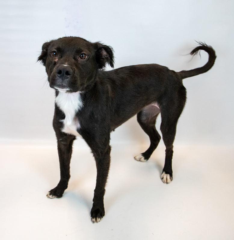 Enlarge Holly Hobby, a ADOPTABLE mixed breed in Kennesaw, GA image 5/6