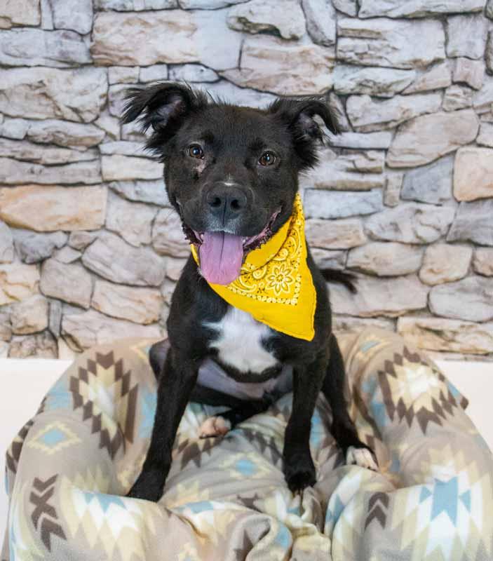 Enlarge Holly Hobby, a ADOPTABLE mixed breed in Kennesaw, GA image 3/6