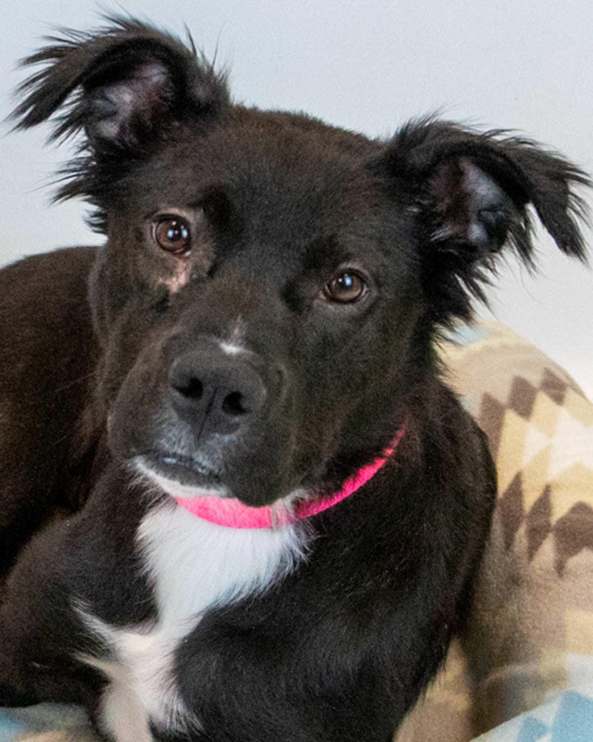 Enlarge Holly Hobby, a ADOPTABLE mixed breed in Kennesaw, GA image 1/6