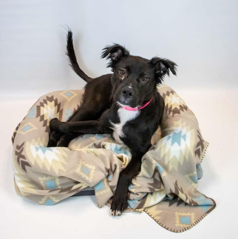 Enlarge Holly Hobby, a ADOPTABLE mixed breed in Kennesaw, GA image 6/6