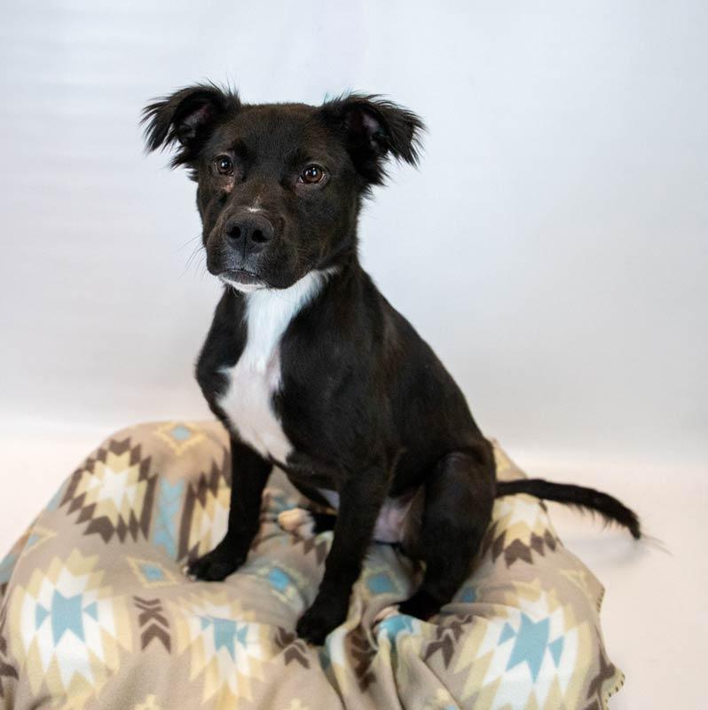 Enlarge Holly Hobby, a ADOPTABLE mixed breed in Kennesaw, GA image 4/6