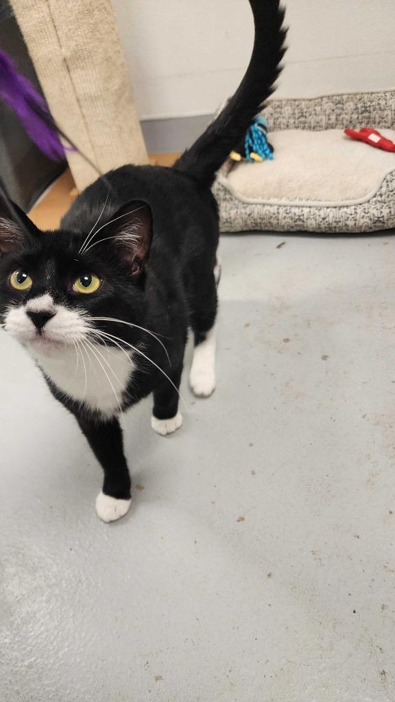Gojo, Adoptable, Adult Male Domestic Short Hair.