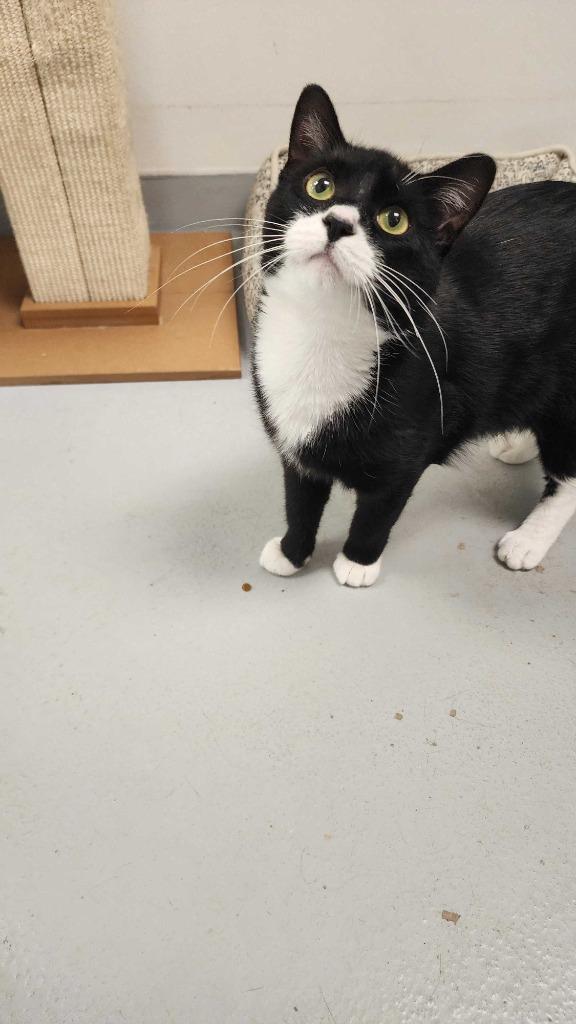 Gojo, a Adoptable mixed breed in New Kensington, PA image 3/6