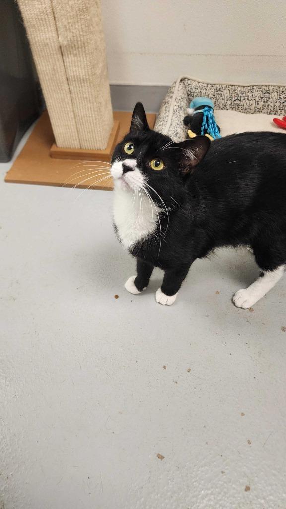 Gojo, a Adoptable mixed breed in New Kensington, PA image 4/6