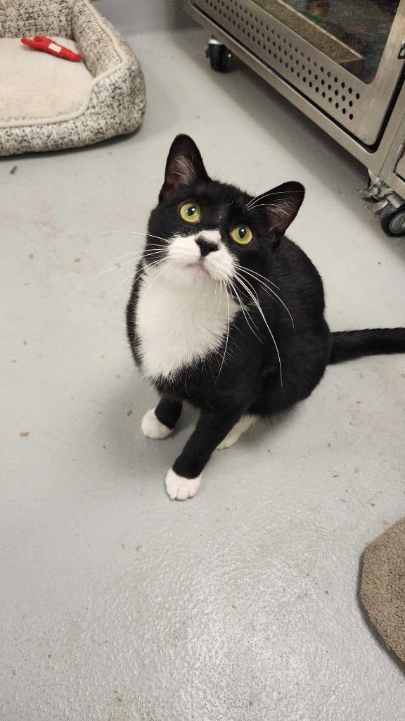 Gojo, a Adoptable mixed breed in New Kensington, PA image 5/6