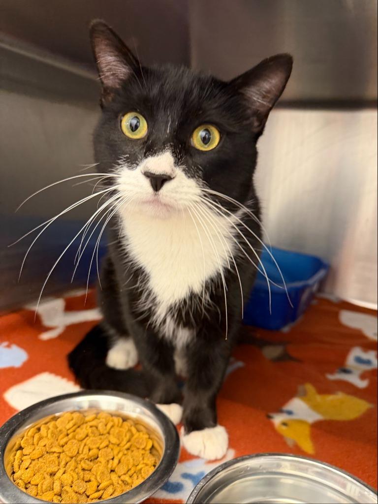 Enlarge Gojo, a Adoptable mixed breed in New Kensington, PA image 1/1